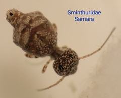 Sminthuridae