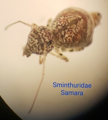 Sminthuridae