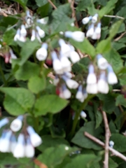 Symphytum × hidcotense