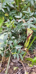 Arum hygrophilum