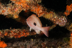 Caesioperca lepidoptera