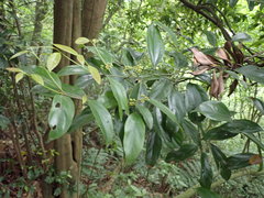 Cryptocarya chinensis