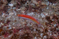 Suezichthys aylingi
