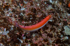 Suezichthys aylingi
