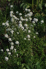 Capsella grandiflora