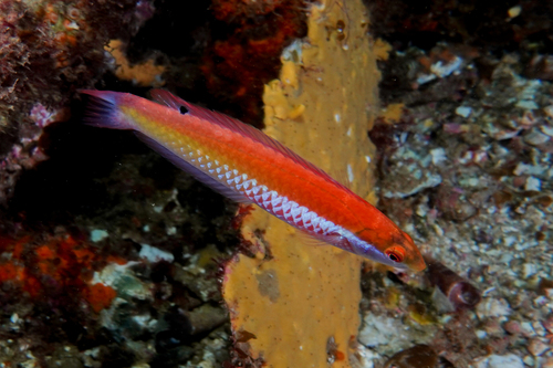 Aylings lipvis (Suezichthys aylingi) — Labridae