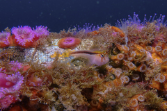 Parablennius laticlavius