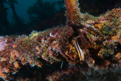 Parablennius laticlavius