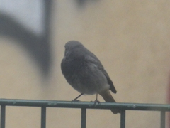 Phoenicurus ochruros