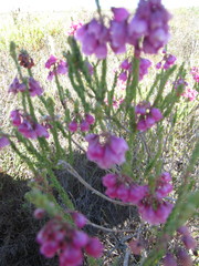 Erica axilliflora