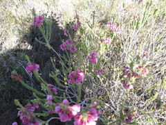 Erica axilliflora