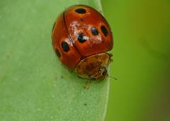 Harmonia octomaculata