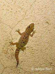 Hemidactylus parvimaculatus
