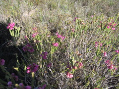 Erica axilliflora