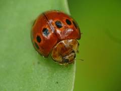 Harmonia octomaculata