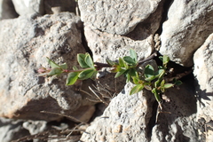Cytisophyllum sessilifolium
