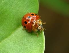 Harmonia octomaculata