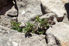 Cytisophyllum sessilifolium