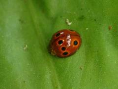 Harmonia octomaculata