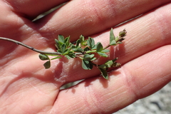 Cytisophyllum sessilifolium