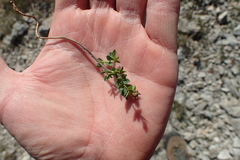 Cytisophyllum sessilifolium