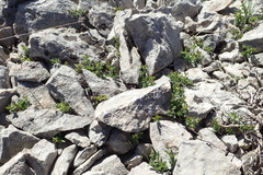Cytisophyllum sessilifolium