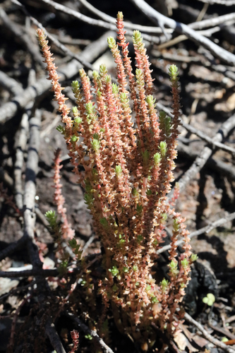 Crassula sieberiana
