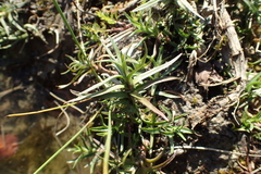 Mentha cervina