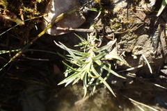 Mentha cervina