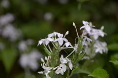 Pseuderanthemum graciliflorum