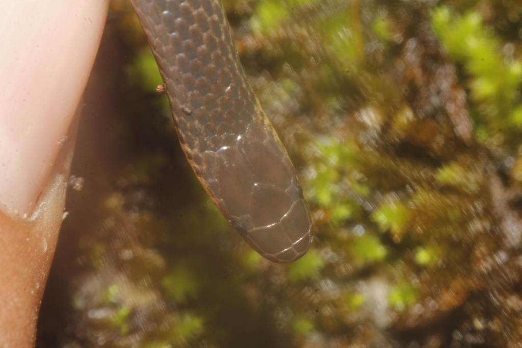 Highland Earth Snake