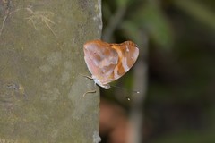 Herona marathus