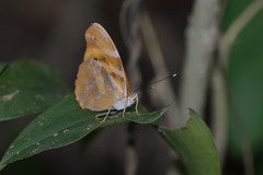 Herona marathus