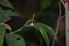 Herona marathus