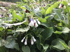 Symphytum × hidcotense