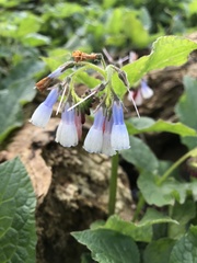 Symphytum × hidcotense