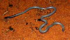 Leptotyphlops scutifrons