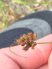 Juncus confusus