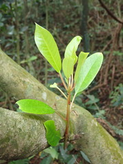 Daphniphyllum oldhami