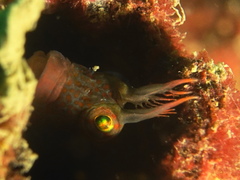 Istiblennius dussumieri