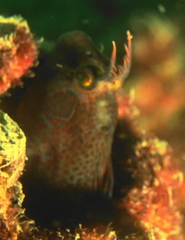 Istiblennius dussumieri