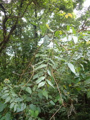 Glochidion acuminatum