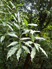Itea