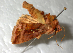 Autographa jota