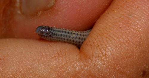 Peter's Thread Snake