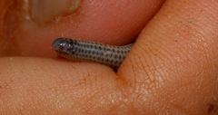 Leptotyphlops scutifrons