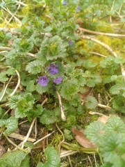 Glechoma hederacea