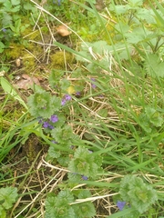 Glechoma hederacea