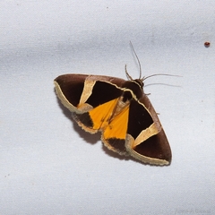 Fodina