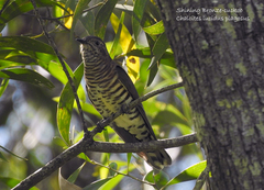 Chrysococcyx lucidus plagosus